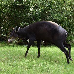 Yellow-blacked duicker