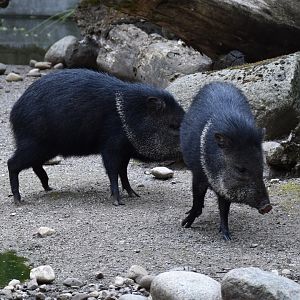 Collared peccary
