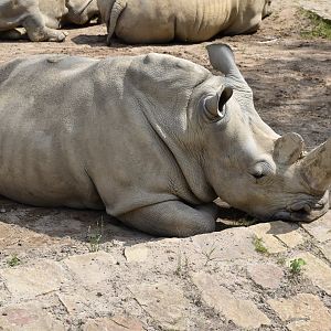 Southern white rihnoceros