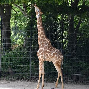 Angolan giraffe
