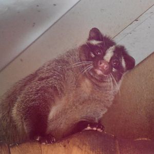 Himalayan masked civet
