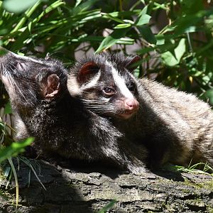 Two himmalayan masked civets