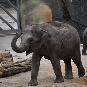 Asian elephant