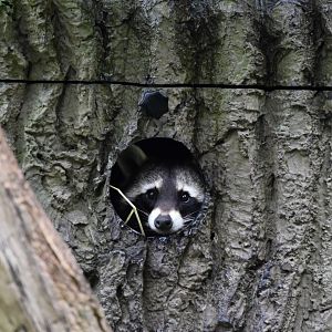 North american racoon