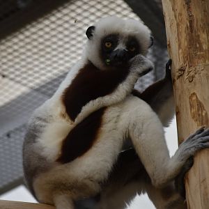 Coquerel's sifaka
