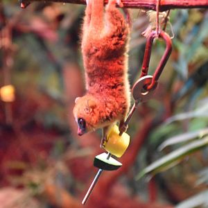 Goodman's mouse lemur