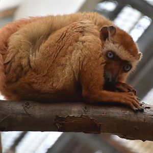 Blue-eyed black lemur