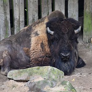 Plains bison