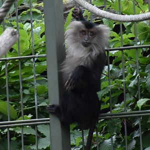Lion-tailed macaque