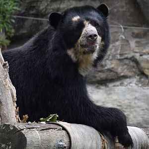Spectacled bear