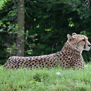 Southeast african cheetah