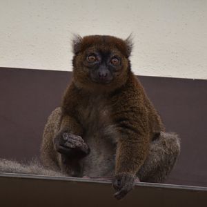 Greater bamboo lemur
