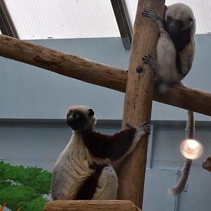 Ziggy and Justa! (Coquerel's sifaka)