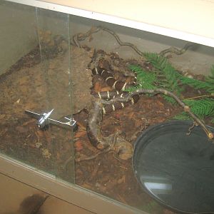 Odsherred Zoo - Monkey/reptile house - Kingsnake exhibit