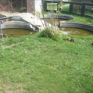 Odsherred Zoo - Otter exhibit