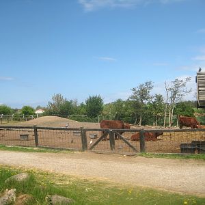 Odsherred Zoo - Cattle exhibit
