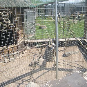 Odsherred Zoo - Cockatiel/lovebird aviary