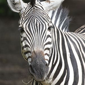 Grant's zebra (Equus quagga boehmi)