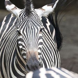 Grant's zebra (Equus quagga boehmi)
