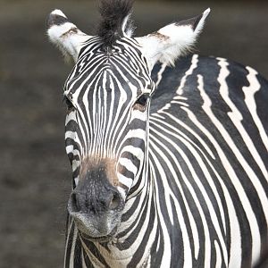 Grant's zebra (Equus quagga boehmi)