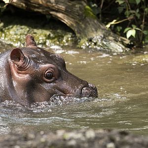Common hippo (Hippopotamus amphibius)