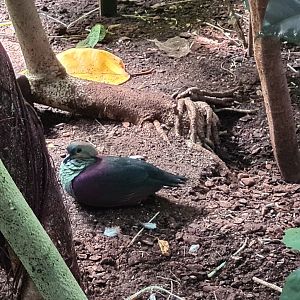 Bush - Crested quail dove