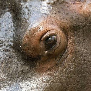 Common hippo (Hippopotamus amphibius)