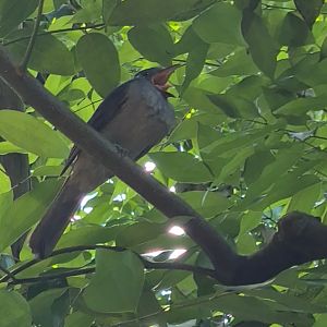Bush - Screaming piha screaming