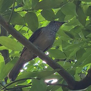 Bush - Non-screaming piha