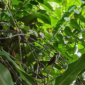 Bush - Red-eared bulbul