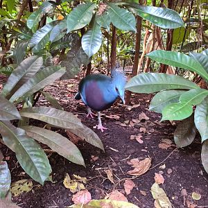 Bush - Victoria crowned pigeon