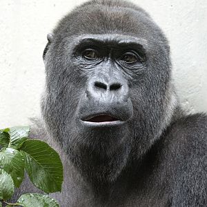 Western lowland gorilla (Gorilla gorilla gorilla)