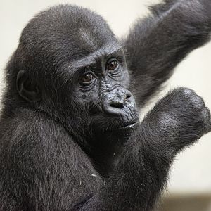 Western lowland gorilla (Gorilla gorilla gorilla)