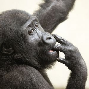 Western lowland gorilla (Gorilla gorilla gorilla)