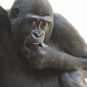 Western lowland gorilla (Gorilla gorilla gorilla)