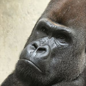 Western lowland gorilla (Gorilla gorilla gorilla)