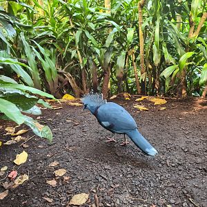 Bush - Victoria crowned pigeon