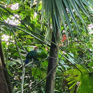 Bush - Red-crested turaco