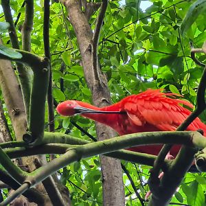 Bush  - Scarlet ibis preening