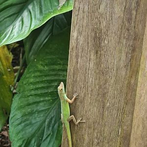 Bush - Guadalupean anole