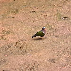 Bush - Grey-capped emerald dove