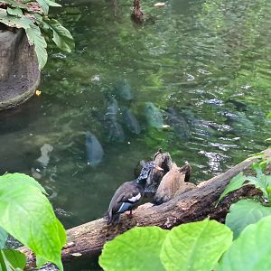 Bush - White-winged wood duck + school of pacu