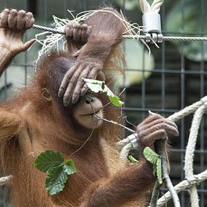 Sumatran orangutan (Pongo abelii)