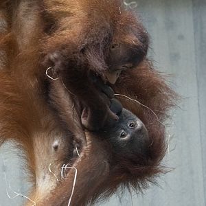 Sumatran orangutan (Pongo abelii)