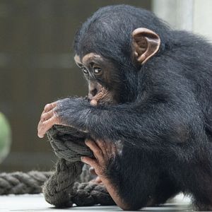 Western common chimpanzee (Pan troglodytes verus)