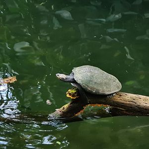 Bush - Yellow-spotted amazon river turtle