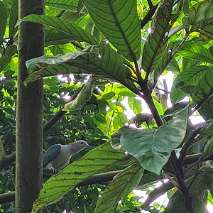 Bush - Chestnut-naped imperial pigeon