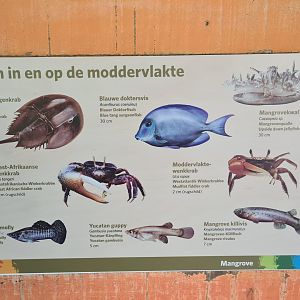 Mangrove - 'Animals on the mudflats' signage