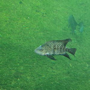 Mangrove - Lowland cichlid