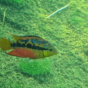 Mangrove - Salvin's cichlid